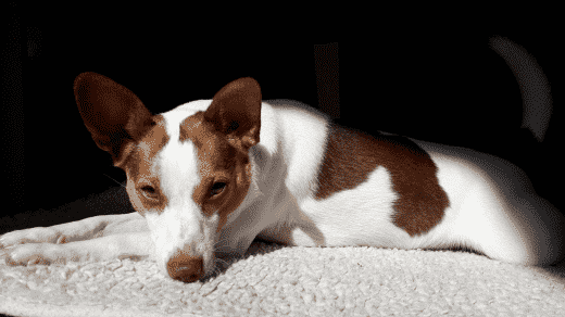 Understanding Verlatingsangst hond: Causes and Solutions